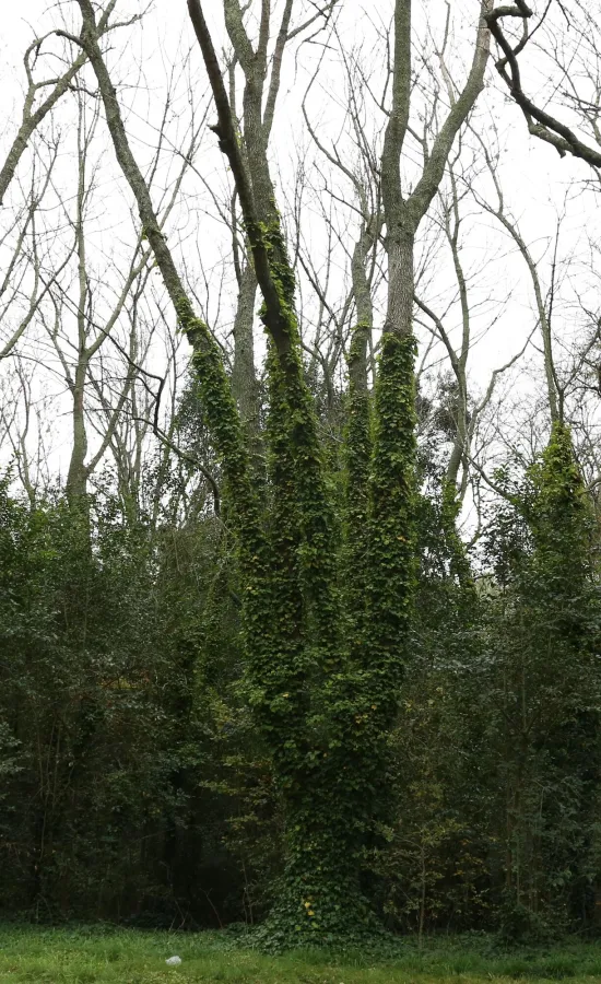 Parque Pereyra Iraola