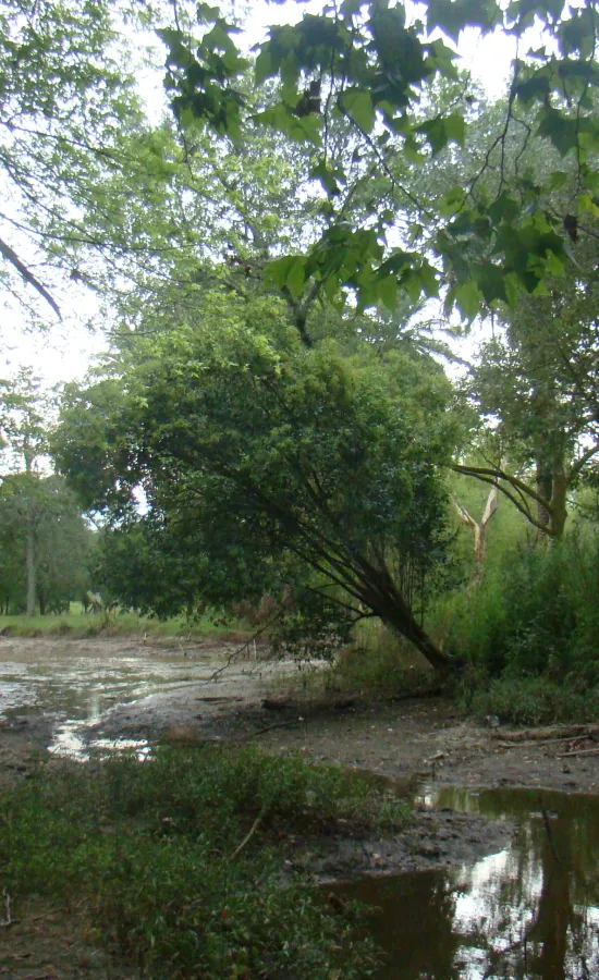 Parque Pereyra Iraola