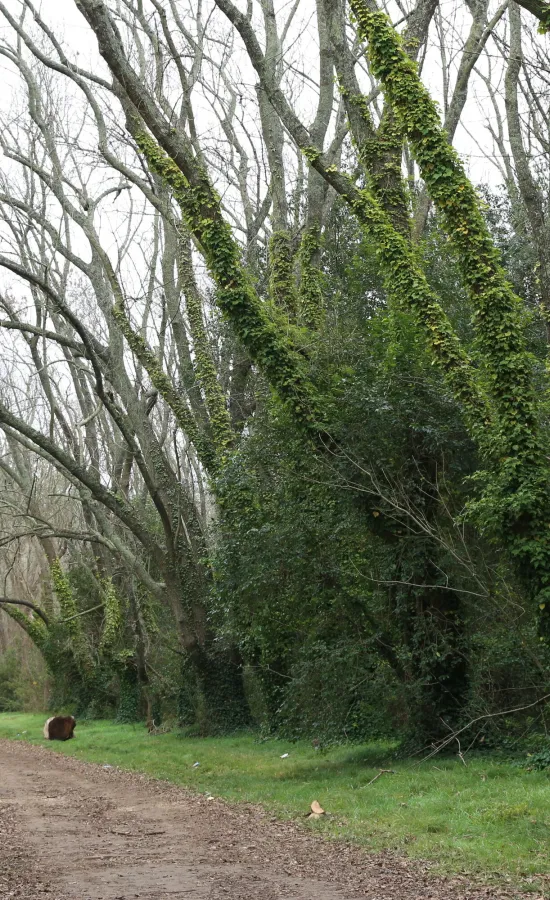 Parque Pereyra Iraola