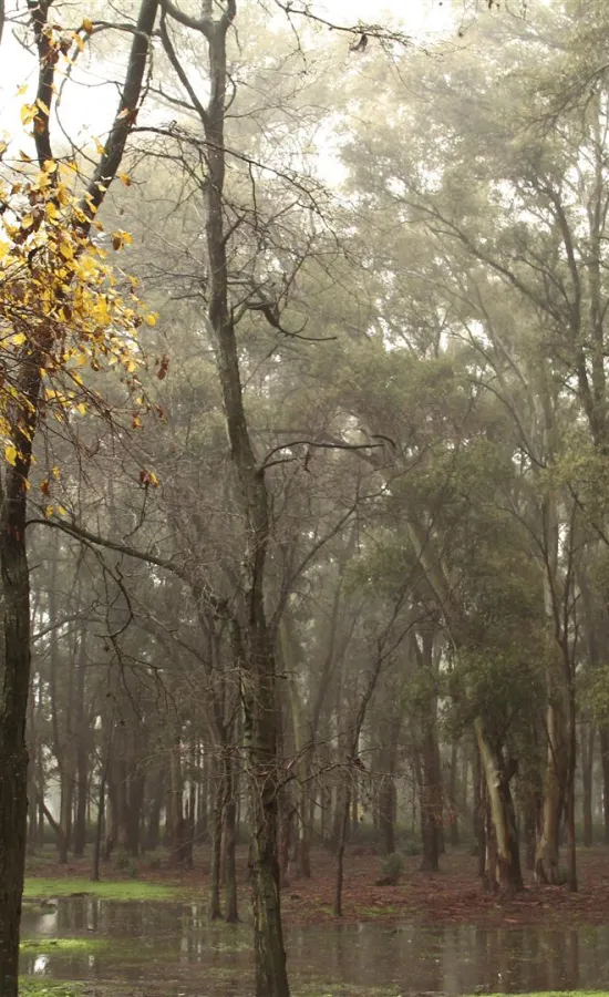 Bosques de Ezeiza | Bafilma