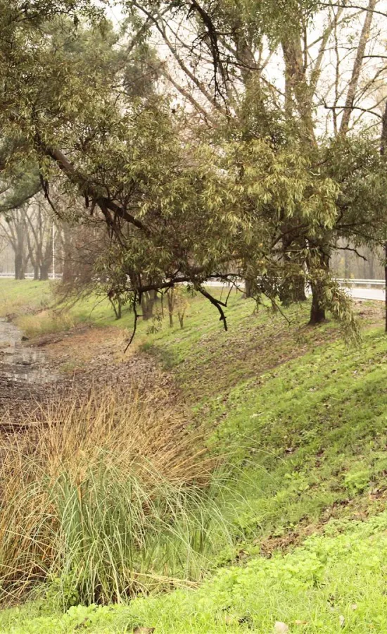 Bosques de Ezeiza | Bafilma