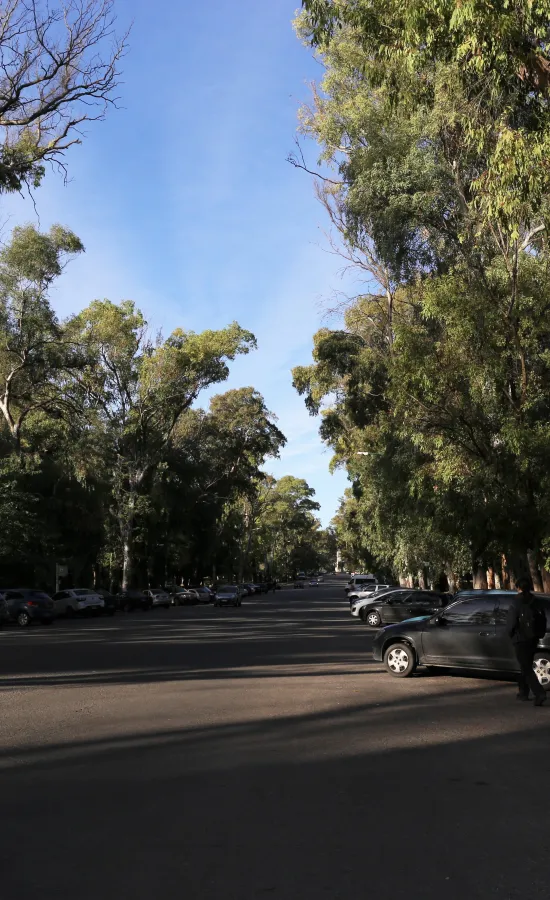 Paseo del Bosque