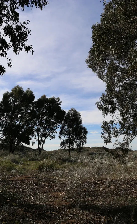 Camino sinuoso Este - Oeste