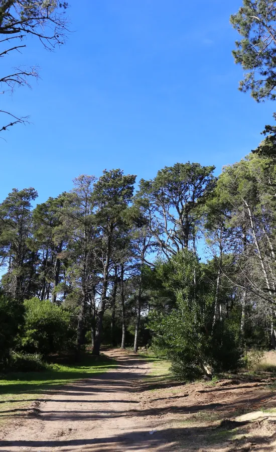 Paseo del Pinar | Bafilma