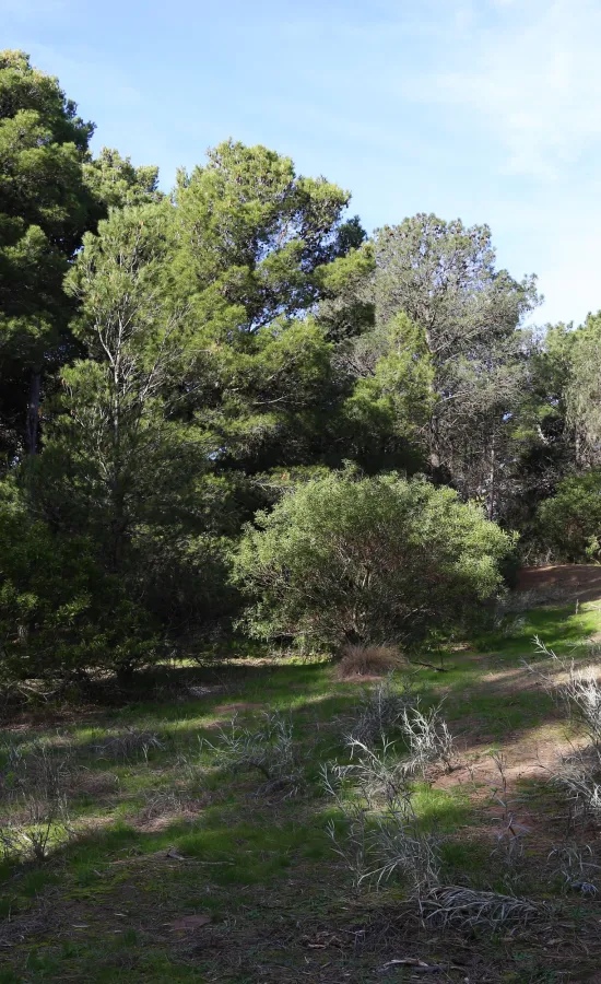 Paseo del Pinar | Bafilma