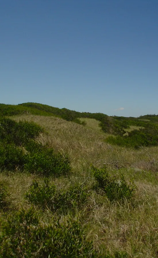 Playas de Mar de las Pampas