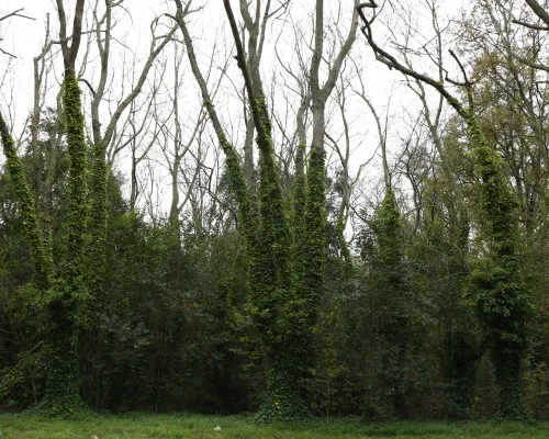 Parque Pereyra Iraola