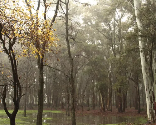 Bosques de Ezeiza