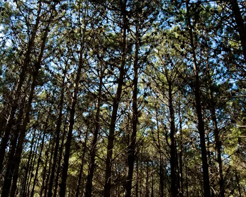 Bosques de Pinamar