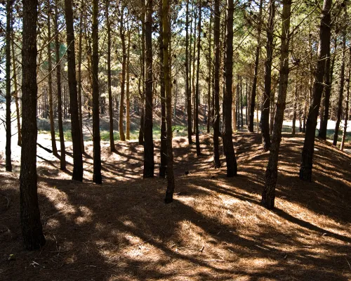Bosques de Pinamar